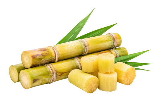 Fresh sugarcane stalks and cut sugarcane pieces with green leaves isolated on a white background. Natural agricultural crop, sweet tropical ingredient, organic farming produce, and raw material