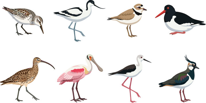 Shorebirds and wading water bird species collection cartoon flat vector illustration set isolated on white