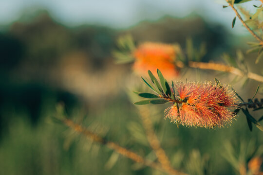 Close-up of a vibrant red bottlebrush flower with delicate stamens and green leaves