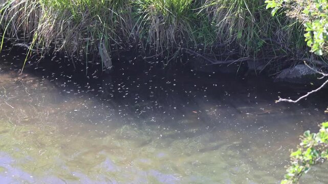 Swarm of mosquitoes flying over a small stream in nature