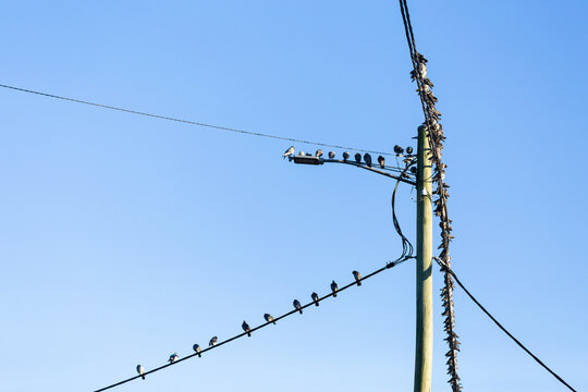 Flock of pigeon birds roosting on power line wire against blue Australian sky