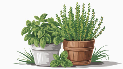 Fototapeta premium Fresh green basil and thyme plants growing in rustic and modern pots, ready for cooking