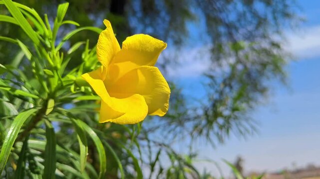 Yellow oleander flowers in the garden. Cascabela thevetia