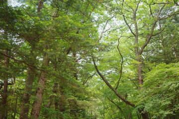 Fototapeta premium Looking Up Through Mixed Forest Canopy with Pine and Deciduous Trees