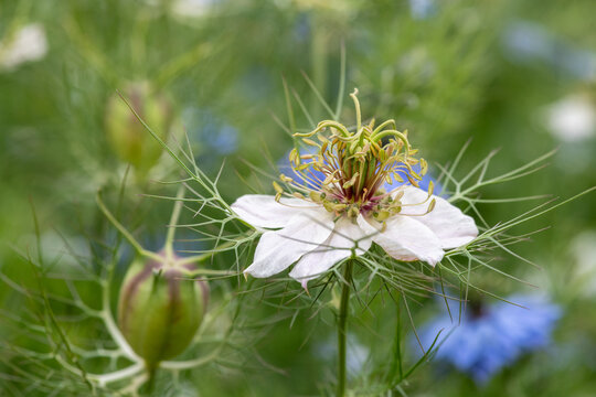 Close up of a black cumin (Nigella sativa) flower in bloom