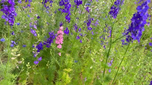 Sommerliche Wildblumenwiese voller Farben und Artenvielfalt im Naturgarten - Farben, Vielfalt und nat&uuml;rliche Sch&ouml;nheit schaffen eine idyllische Kulisse f&uuml;r Best&auml;uber und naturnahe G&auml;rten.