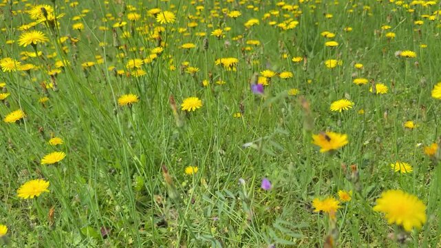 Bl&uuml;hende Habichtskrautfl&auml;che (Hieracium) auf artenreicher Sommerwiese - Eine gro&szlig;e Fl&auml;che bl&uuml;henden Habichtskrauts verwandelt die Sommerwiese in ein gelbes Bl&uuml;tenmeer. Wertvoller Lebensraum f&uuml;r Insekt