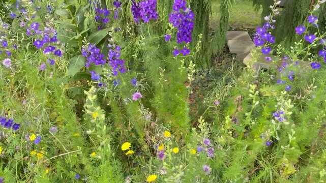 Farbenpr&auml;chtiger Naturgarten mit Rittersporn und Kornblumen vor dem Haus- Bl&uuml;hende Wildblumen verwandeln den Vorgarten in ein buntes Naturparadies. Artenreiche Sommerbl&uuml;ten schaffen eine attraktive Ku