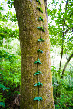 Small green vine climbing up a mossy tree
