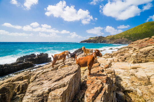 A herd of goats on a sunny coastal cliff