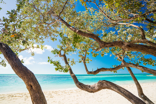 Twisted tree branches over a turquoise tropical beach