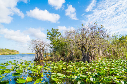 Sunny day landscape in the Florida Everglades swamp