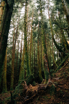 Tall pine trees growing in a green mossy forest