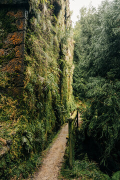 Narrow forest path beside moss-covered historic stone wall