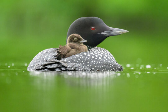 Common Loon Carrying Chick on Boreal Lake, Alaska