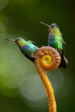 Two Male FieryThroated Hummingbirds Perch on Fern Frond, La Ami