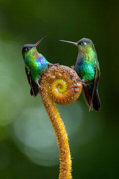 Male FieryThroated Hummingbirds Rest Together on Fern, La Amist
