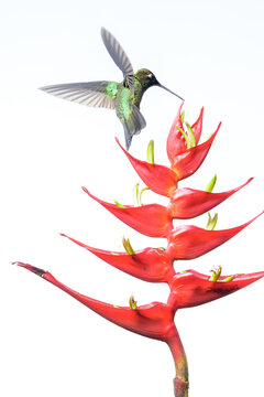 Talamanca Hummingbird Feeds at Heliconia Tortuosa, La Amistad Na