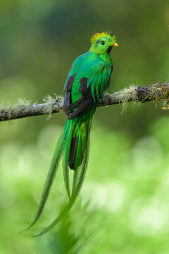 Male Resplendent Quetzal Perches on Mossy Branch, La Amistad Nat