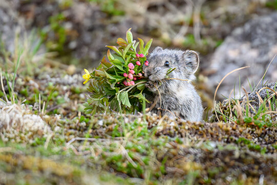 Collared Pika Gathering Flowers for Haypile, Hatcher Pass, Alask
