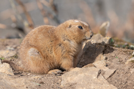 Portrait of a groundhog (marmota monax)