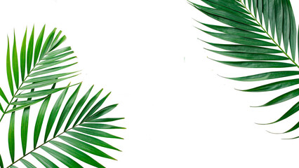 Beautiful border arrangement of green tropical palm tree leaves isolated on transparent background cut out © novomir-png