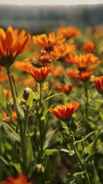 Colorful Orange Blooming Flowers in a Beautiful Setting