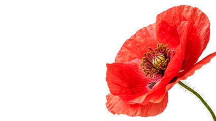 Fototapeta premium Beautiful bright red poppy flower on green stem with bud isolated on transparent background cut out