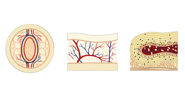 Anatomical diagrams of bone tissue structures illustrating internal marrow, blood vessels, and osteon networks on white.