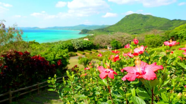 Pink hibiscus flowers overlooking emerald tropical sea and green hills