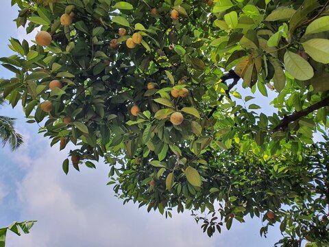 nutmeg tree with yellowish green fruits and dense green leaves and blue sky background