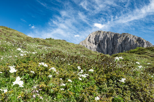 Alpine anemone with north face of Pizzo di Petto, Orobie mountains, Lombardy landscape