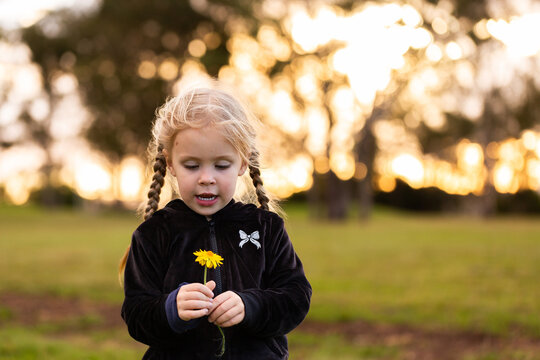 child holding everlasting paper daisy flower with sunset bokeh light