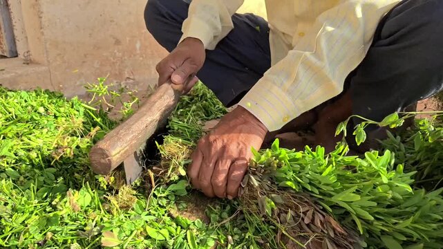 Close up of an indian farmer manually cutting green fodder grass with a traditional tool for livestock feeding