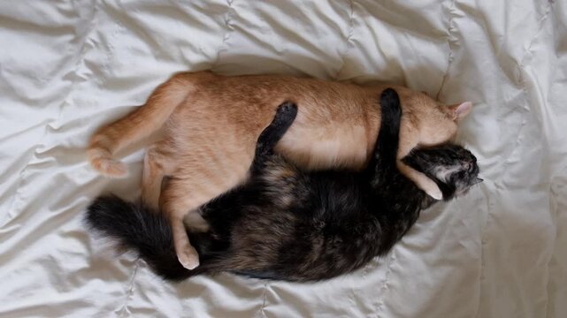 Overhead view of a ginger cat and a fluffy dark cat embracing and resting affectionately on a cozy white duvet.