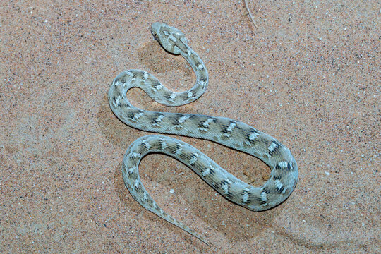 Sochurek&rsquo;s Saw-scaled Viper (Echis carinatus sochureki) on sand.