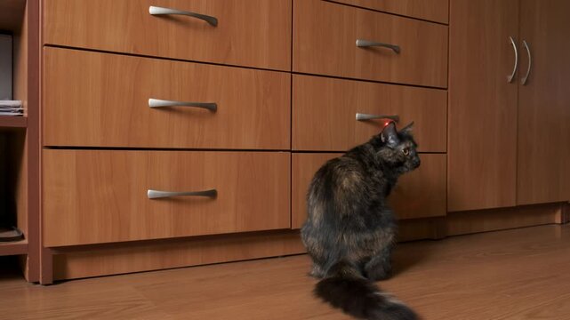 An active dark fluffy cat running and pouncing to catch a red laser light dot on a large wooden wardrobe drawer.