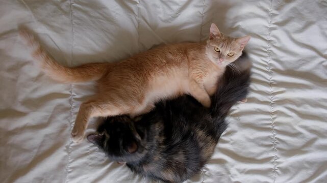 A light orange tabby cat resting peacefully and sleeping on top of its dark tortoiseshell feline friend on a white comforter.