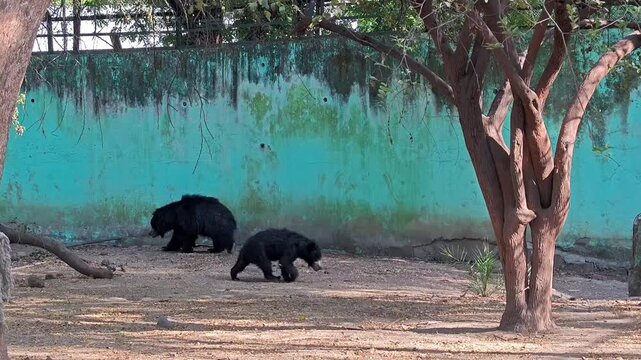 Indian sloth bear in zoo enclosure