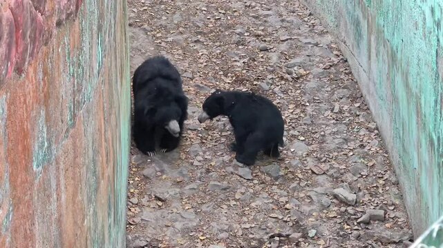 Indian sloth bear in zoo enclosure