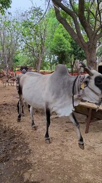 Indian gaushala with domestic cattle