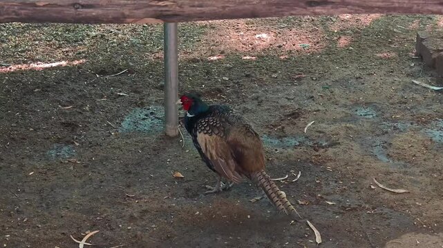 Male green pheasant walking in an outdoor aviary