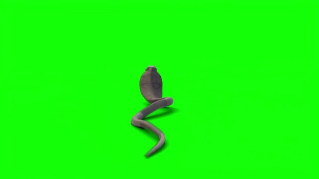 Snake Attack and Movement Animation Pack on Green Screen