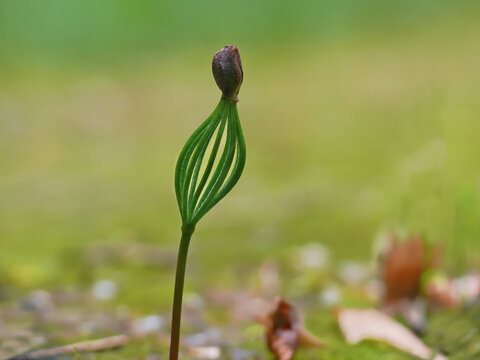 A delicate young Norway spruce (Picea abies) seedling stands upright on the forest floor. The characteristic needle-like first growth surrounds the developing bud. 