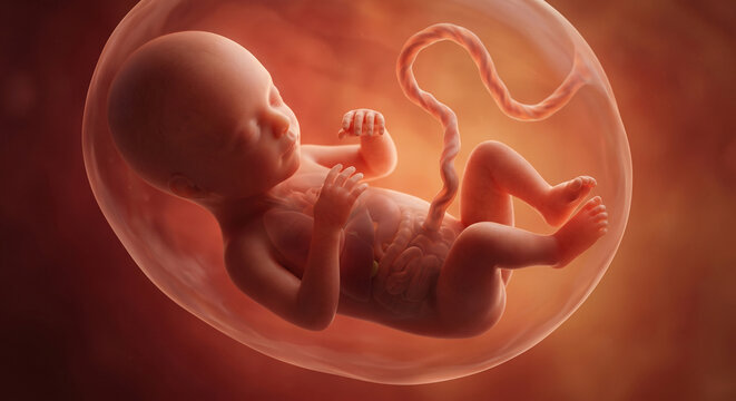 Photorealistic human fetus inside the womb with umbilical cord