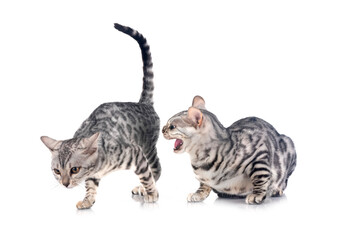 bengal kitten in studio © cynoclub
