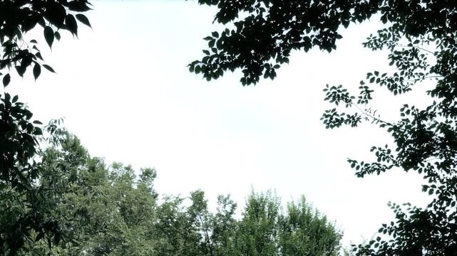Low angle view looking up at a bright overcast sky framed by green forest trees and leaves