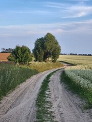Naklejka premium Country pathway near branching green trees, infrastructure of farm homesteads and wild nature