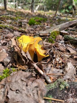 Wild edible chanterelle mushrooms among dry leaves, harvesting forest crops and mushroom foraging concept