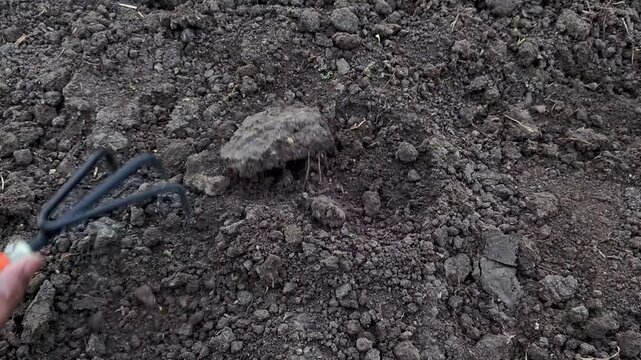 Gardener loosening soil with hand cultivator in garden
